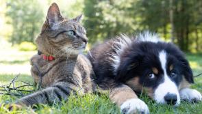 The Haven Rescue are to host their first adoption day since 2020