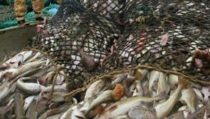 Department to allocate herring quota this year