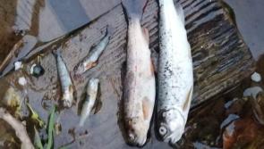 BREAKING: Substantial fish kill in Donegal stream