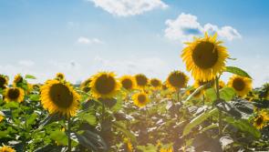 KILDARE WEATHER: Mostly dry and sunny today with temperatures hitting the high teens