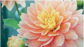 Bagnelstown in Bloom is back this summer