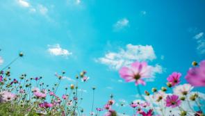 WATERFORD WEATHER: Possible showers expected but looking mainly dry and sunny for the weekend ahead