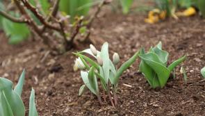 Need garden inspo? The top low-maintenance flowers to add to your garden this summer