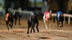Gone the dogs: Productive week for Offaly greyhounds