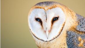 Cllr Michael O’Meara welcome Barn Owl project in Lower Ormond