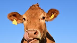 Waterford's only Agricultural Show to take place this weekend