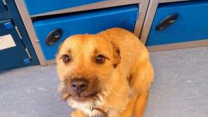 Gardai seek owner of gorgeous dog "with big brown eyes"
