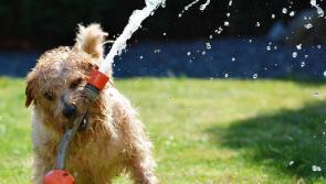 Dogs Trust to give a summer safety talk and quiz at Thurles Library next week