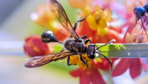 'Flying ant day' tips released for Kildare by pest control service Rentokil