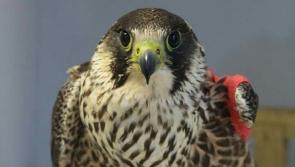 Carers for injured wildlife in Waterford encouraged to ensure they are compliant with the law