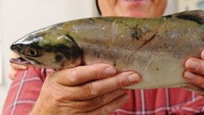 Loughs Agency issues Pacific Pink Salmon alert for Carlingford river system