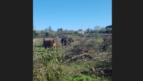 Kilkenny farmer convicted and fined €2,000 for hedgerow destruction