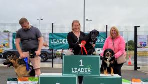 Pictures: Dogs turn on the style for Kilkenny's Next Top Madra!
