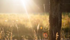 WATERFORD WEATHER: Largely dry today with some isolated showers possible