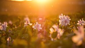 CARLOW WEATHER: Mainly dry and sunny this weekend with highest temperatures of 21 degrees