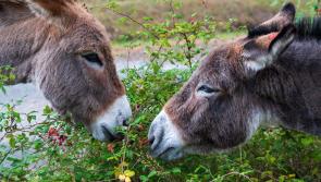 'Be mindful' - Waterford public advised not to feed horses and donkeys without the owner’s permission

