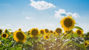 CARLOW WEATHER: Dry and sunny today with top temperatures of 23 degrees