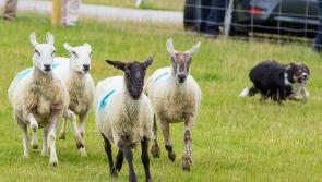 South Tipperary IFA to Hold Sheep Meeting in Cahir