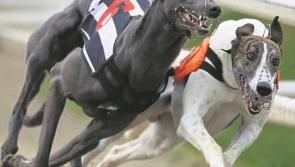 Newbridge Greyhound meeting cancelled this Friday