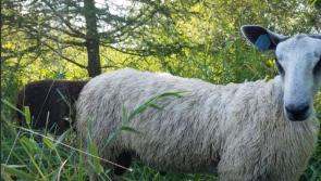 Unusual sheep breed to make its debut at Tullamore Show