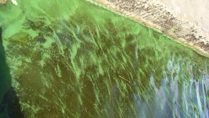 Toxic algal bloom detected on Lough Derg