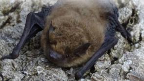 Free bat 'walk and talk' in Newbridge, Kildare this weekend 