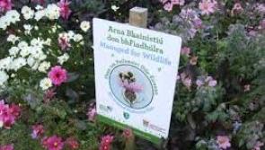 Moville Tidy Towns raising pollinator awareness