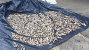Major Donegal fish kill - Investigators following definite line of inquiry 