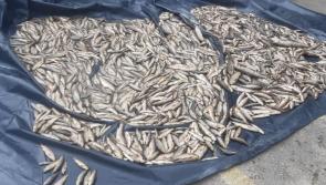 Council says investigation into major Inishowen fish kill is progressing 


