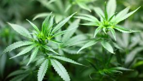 Ramelton man charged with cannabis cultivation
