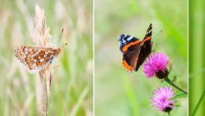Photography exhibition with a Kildare theme