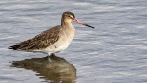 Three Waterford projects receive biodiversity funding boost 