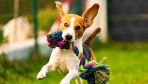 Join Savour Kilkenny for a doggy day out on The Parade!