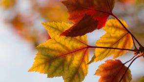 CARLOW WEATHER: Turning cool and blustery this weekend with some outbreaks of rain
