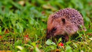 7 ways to protect garden wildlife this autumn