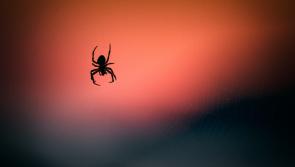 GUIDE: Top tips for Waterford householders as spiders move indoors

