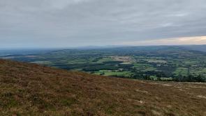 Opinion - Now is the time to take a walk on the wild side - Kilkenny Live