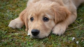 Significant increase in the number of dogs being abandoned in Limerick shelters
