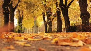 CARLOW WEATHER: Mainly dry today with the odd shower expected 
