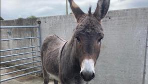 Appeal to help frightened, nervous donkey that ‘wandered out of a forest’ 