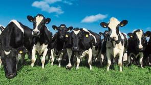 Farming families in Carlow to get €10 billion through CAP Strategic Plan