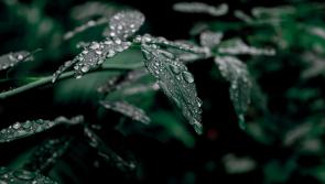 IRELAND WEATHER: Damp and windy weather expected today with widespread outbreaks of rain