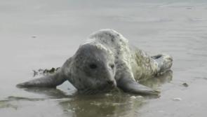 WATCH: Seal rescued on Waterford beach