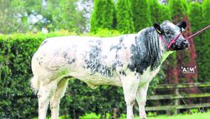 Large turnout for Longford Pedigree Belgian Blue Sale