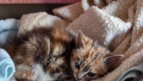 'Sick kittens being found all around Donegal' - Animals in Need sadness
