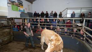 Photos: Raphoe mart Weanling show and sale from Tuesday