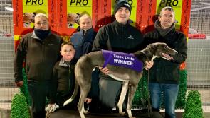 Derry Greyhounds: Clean Cut successes for Bleach & Barley in Derby