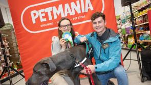 Kilkenny pup wows judges in Petmania Puppy of the Year National Final