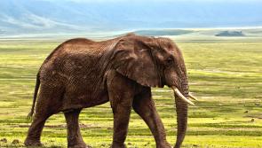 Buried Laois petrol tank is the elephant in the room 