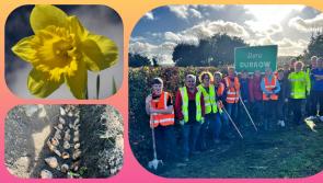 IN PICTURES: Seeds sown in Laois town for wonderful colourful spring